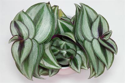 Tradescantia zebrina